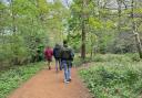 A range of activities ahead of Holt Youth Project's Big 20th anniversary celebrations on November 5. Walking in Bluebell Wood. Picture: Holt Youth Project