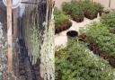 A cannabis factory has been found in Thetford