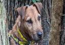 Trigger the terrier is available for adoption at Dogs Trust Snetterton