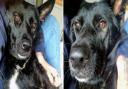 Bailey, a German Shepherd cross from Lowestoft, needs life-saving surgery