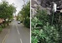 Cannabis farmer Denis Corri was found hiding in loft of house at Dowson Road in Mile Cross during a police raid