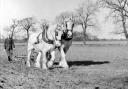 Old-fashioned horsepower once dominated the Norfolk ploughing scene. Photo – Keith Skipper Collection