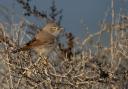 Asian desert warbler. Picture: NWT