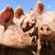 East Anglia's pig industry has raised concerns that labour shortages in processing plants could create a backlog of animals on farms, and shortages of pork on shop shelves