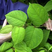 Here is where Japanese Knotweed is being found in Norfolk