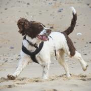 Holkham beach has been named one of most scenic dog walks in the UK