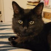 Norfolk Police and the RSPCA are investigating after a Norwich family's cat, Hunter, was shot in the spine by someone using an air gun