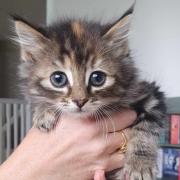 Five kittens have been discovered at a building site in Attleborough