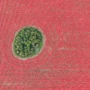 An aerial shot of a poppy field in Great Massingham