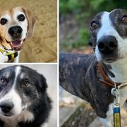 Here are five pooches at Snetterton Dogs Trust who are looking for homes in Norfolk
