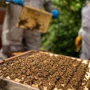 A bee keeper has explained why people might have noticed an influx of bees recently