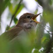Nightingale singing. Picture: Amy Lewis