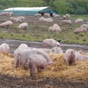 Pigs in a field at Markshall Farm Road in Caistor St Edmund