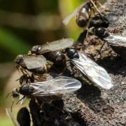 Flying ants have been seen across Norfolk
