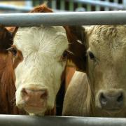 Cattle at Norwich Livestock Market could be set for relocation
