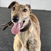 Vienna the five-year-old greyhound is up for adoption in Norfolk