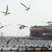 Visitos to Hunstanton are being asked to stop feeding seagulls