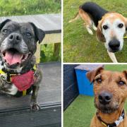 Here are seven pooches from Snetterton's Dog Trust looking for a forever home