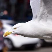 Bins in Hunstanton are being emptied later in the day to discourage marauding seagulls