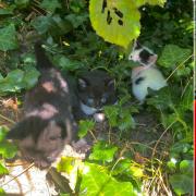 Three abandoned kittens were rescued by council workers