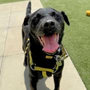 Reuben the Patterdale Terrier is up for adoption