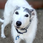 Angel the lurcher is up for adoption with West Norfolk RSPCA