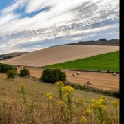 Weeds such as ragwort could impact a farmer’s ability to sell their land