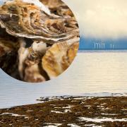 Millions of oysters could be reintroduced to The Wash off Hunstanton