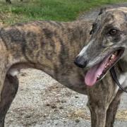 Stevie Gee the greyhound looking for a forever home