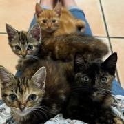 Four kittens have been found abandoned in a field