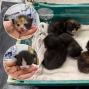 Two litters of kittens have been found abandoned in Norfolk