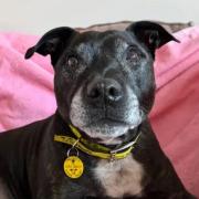 Louie the 11-year-old Staffie is looking for his forever home