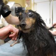 A file photo of a dog enjoying a pampering session