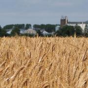 Malting barley growing in north Norfolk, with Crisp Maltings in the background