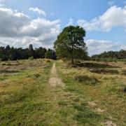 The White Hill burial mound in  Thetford Forest