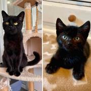 Binx, Merlin and Pugsley are looking for new homes