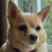 Maisie the Chihuahua is looking for a forever home