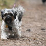 A dog enjoying a walk through a woodland in Wells