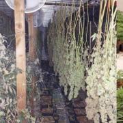 A cannabis factory has been found in Thetford