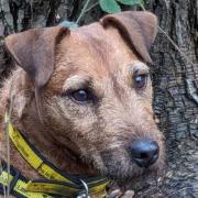 Trigger the terrier is available for adoption at Dogs Trust Snetterton