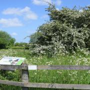 The Hethel Old Thorn has been named one of the greatest in Britain