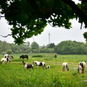 City Hall wants to carry out pathway improvements at Bowthorpe Southern Park