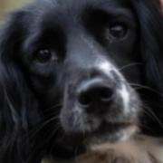 Puffin the spaniel has died after a six week long search