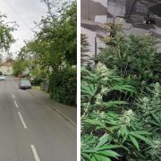 Cannabis farmer Denis Corri was found hiding in loft of house at Dowson Road in Mile Cross during a police raid