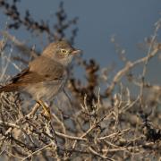 Asian desert warbler. Picture: NWT