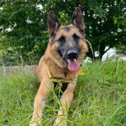 Lewis Capawldi is searching for a rural forever home