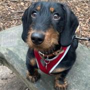 Bacton Wood has been named one of the best dog walking trails in the UK