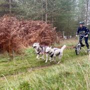 Sophia Harris will be competing for Team GB at the World Sled Dog Championships (Picture: Digital Events Photography)