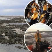 It has been a bumper year for Norfolk mussels, but there are concerns over their long-term survival. Inset: Thomas Large, of Brancaster Bay Shellfish