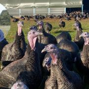 Mark Gorton, founding director of Traditional Norfolk Poultry